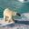arctic spitsbergen polar bear on ice dbrom