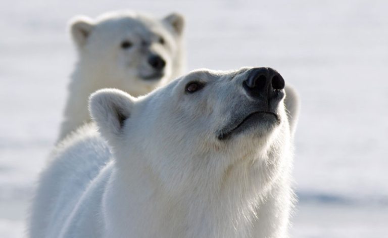 arctic spitsbergen polar bears catching the scent pq