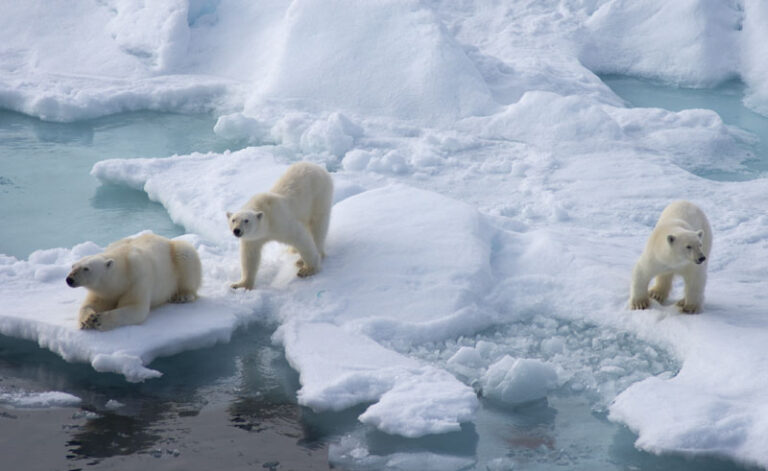 arctic spitsbergen polar bears2 db