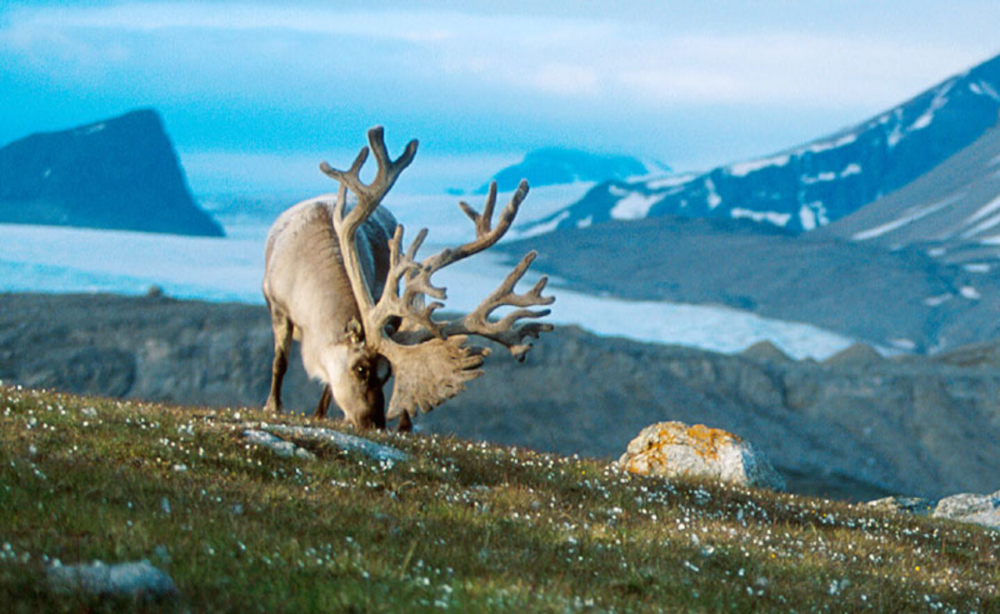 arctic spitsbergen reindeer grazing vn