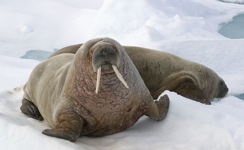 arctic spitsbergen walrus qe