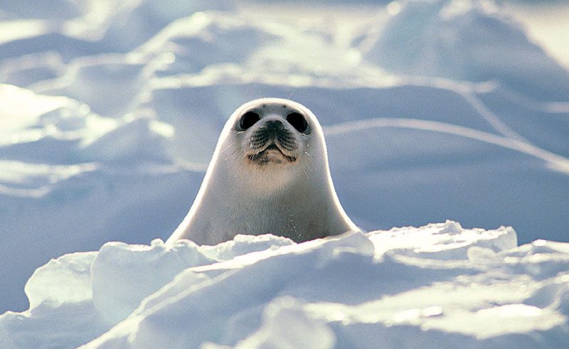 arctic wildlife harp seal3 rh