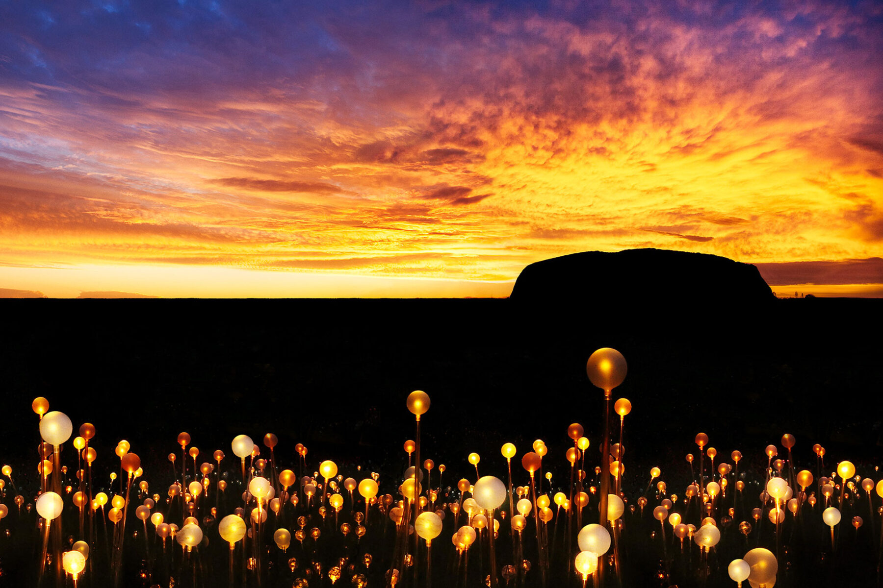 australia northern territory uluru field of light