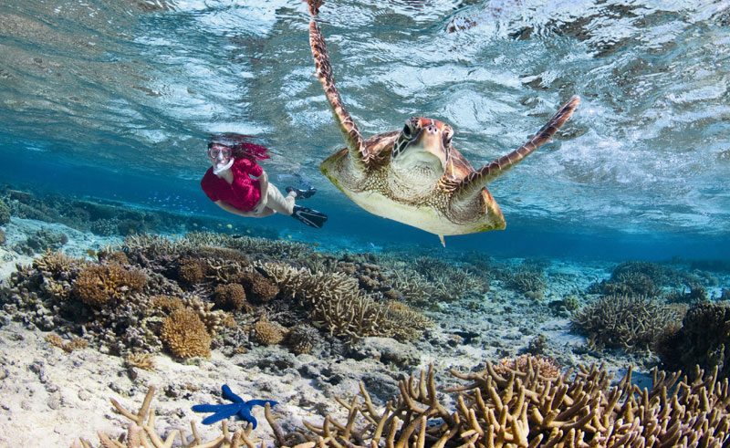 australia queensland gbr snorkelling with turtle