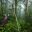 australia queensland kuranda skyrail rainforest