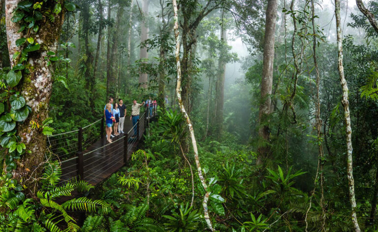 australia queensland kuranda skyrail rainforest