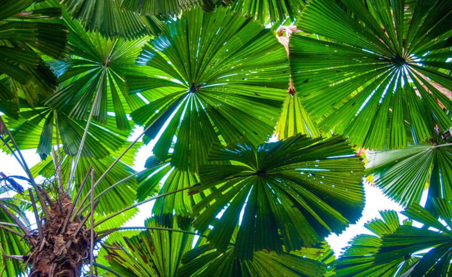 australia queensland licuala fan palm cape tribulation istk