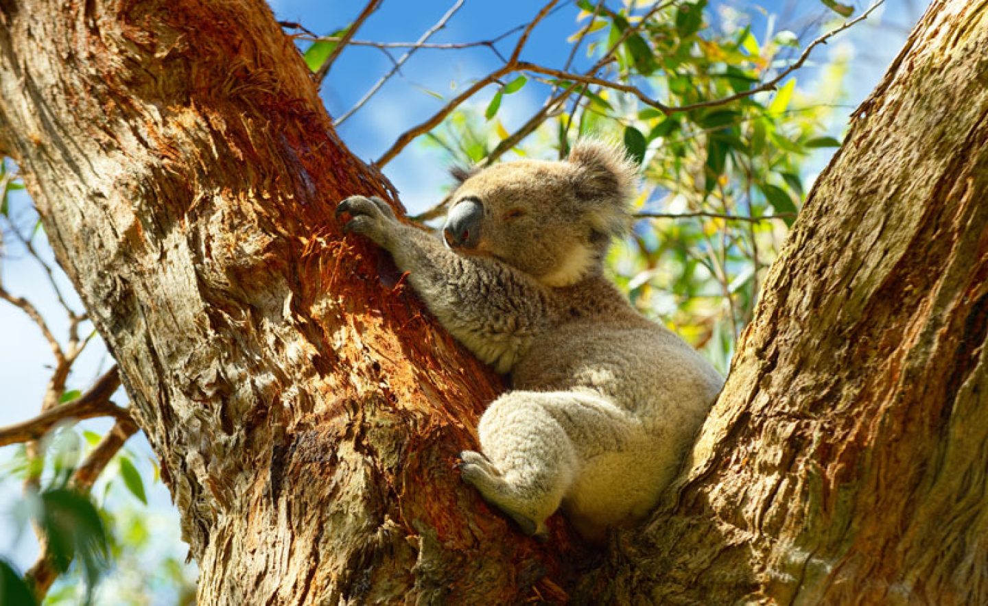 australia victoria koala in tree as