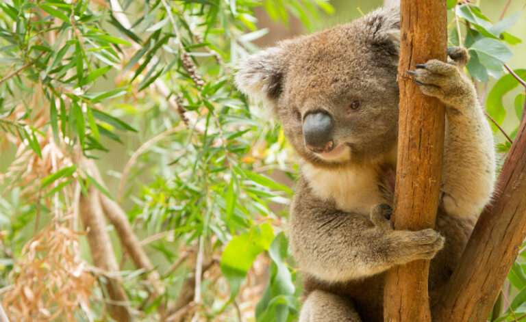 australia victoria koala is