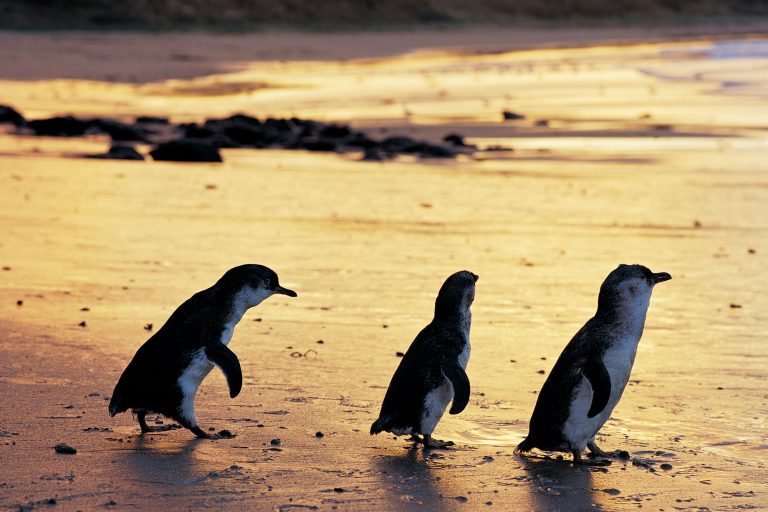 australia victoria phillip island penguins satc