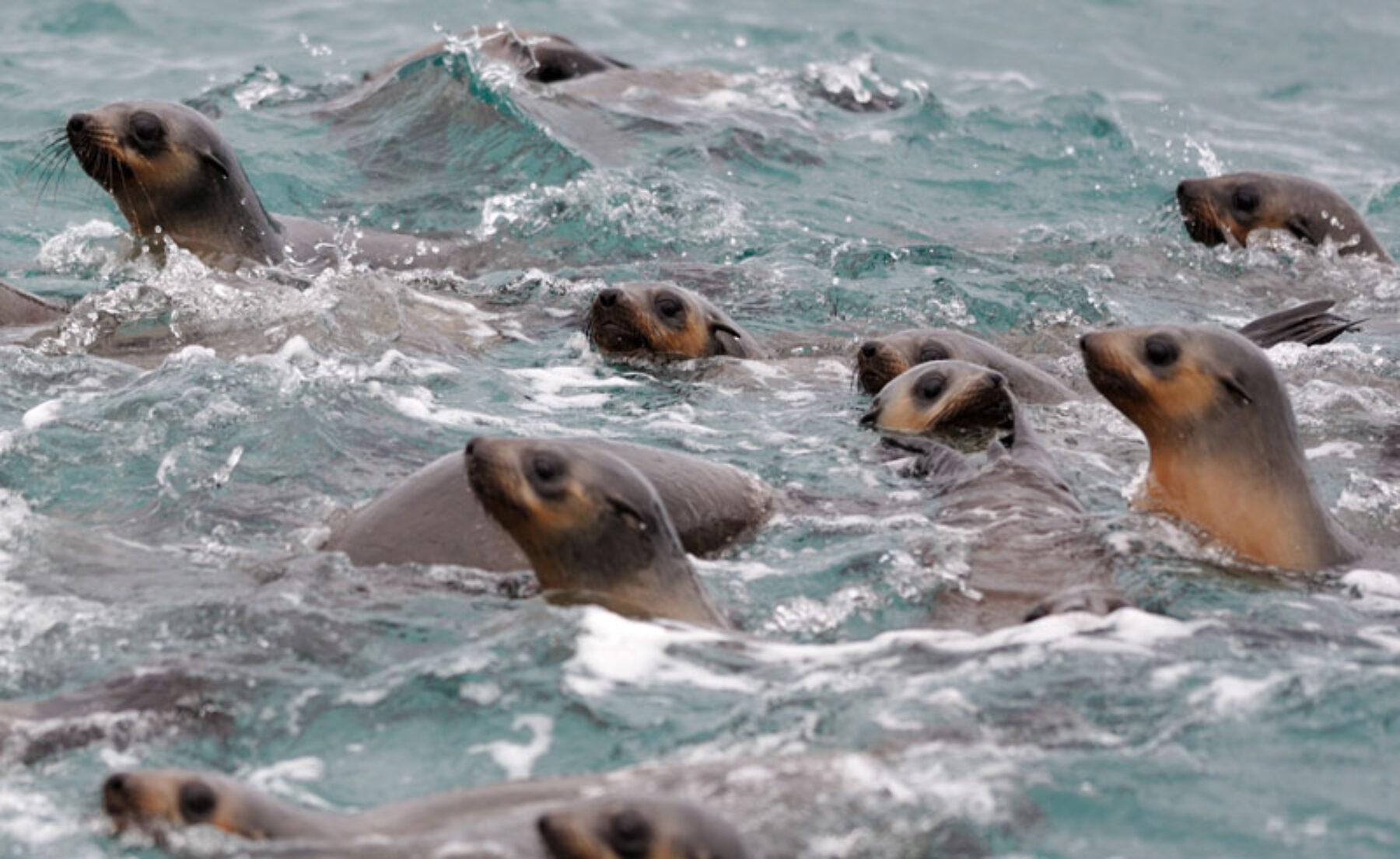 australia victoria phillip island seals is