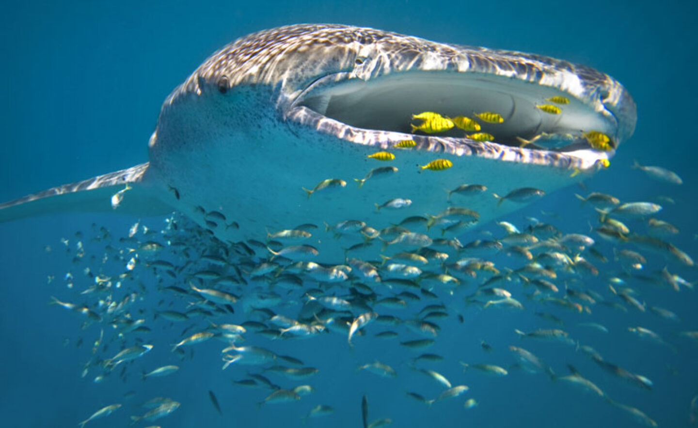 australia wa ningaloo reef whale shark feeding ss