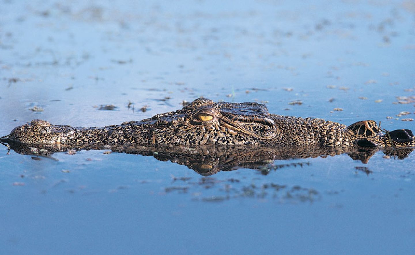 australia wildlife crocodile rh