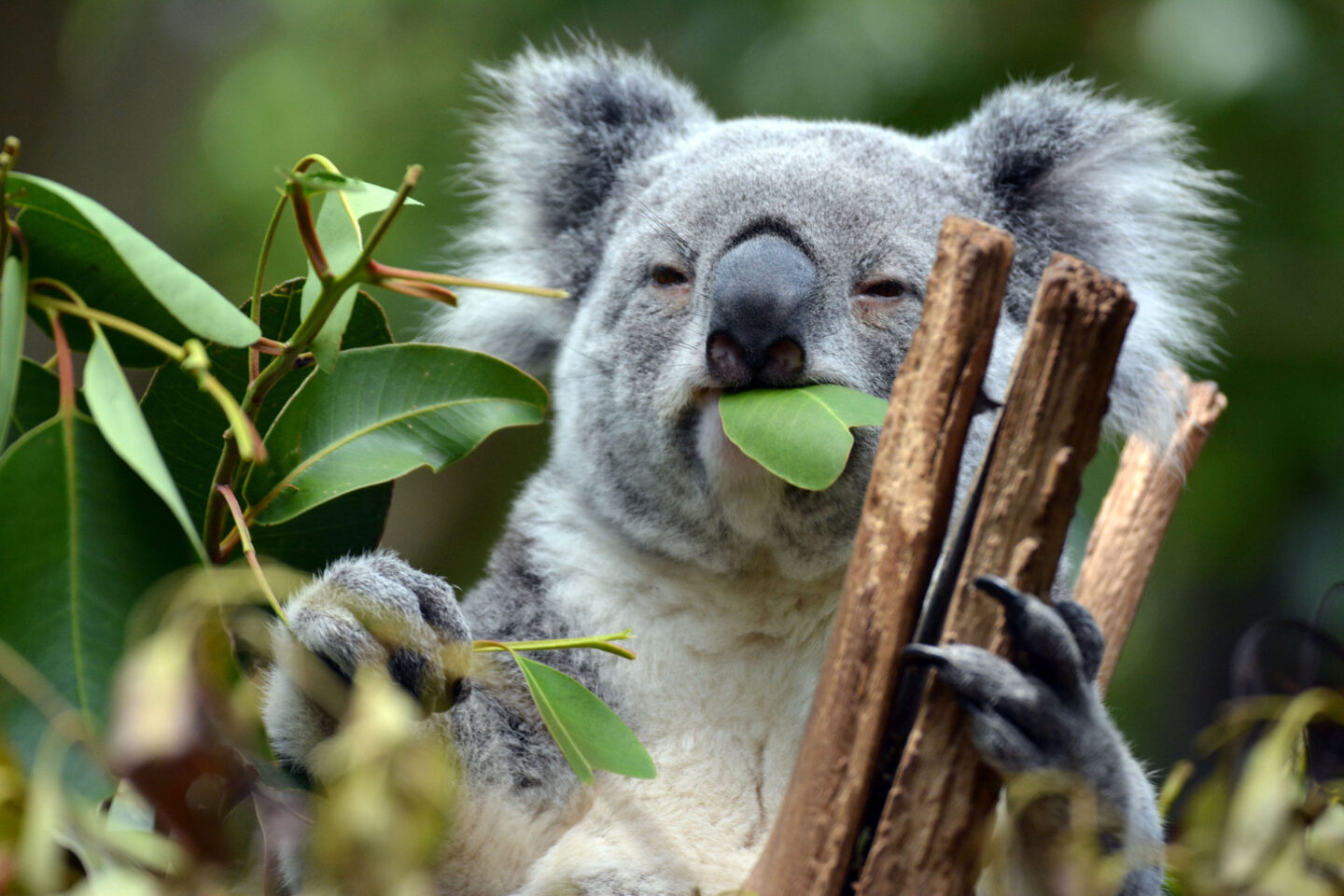 australia wildlife koala istk