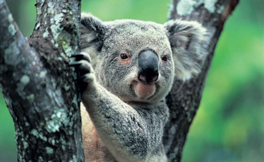 australia wildlife koala2 rh
