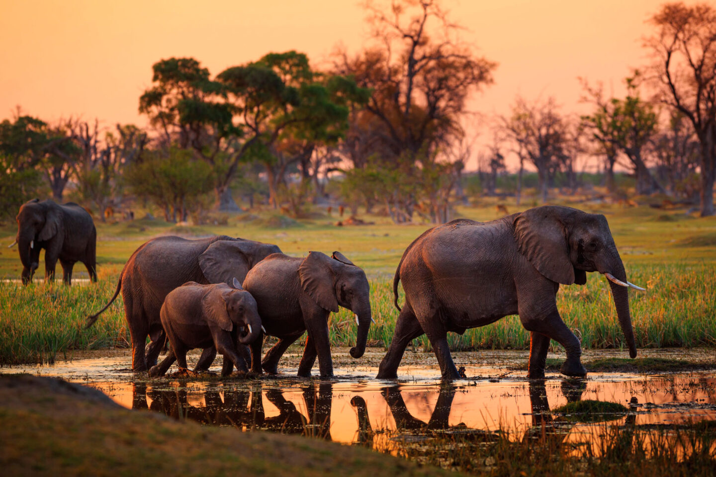 botswana chobe national park elephants sunset adstk