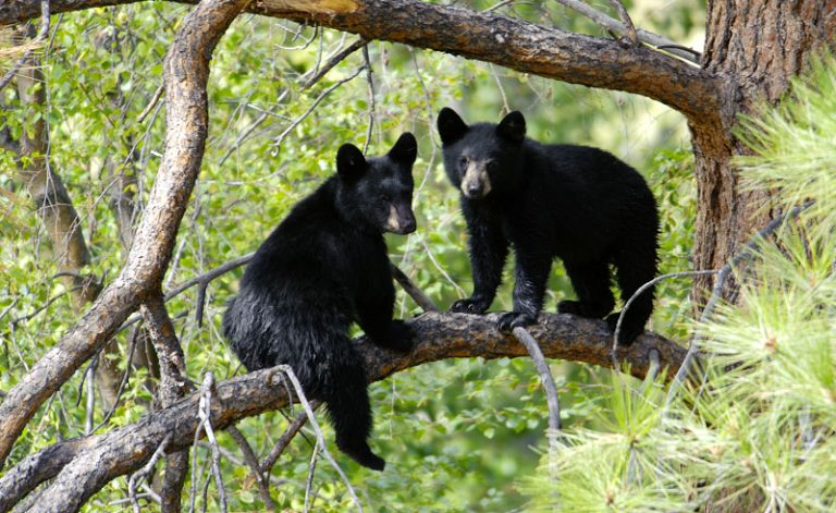 canada bc black bears up tree istock