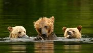 canada bc knight inlet lodge grizzly bears2