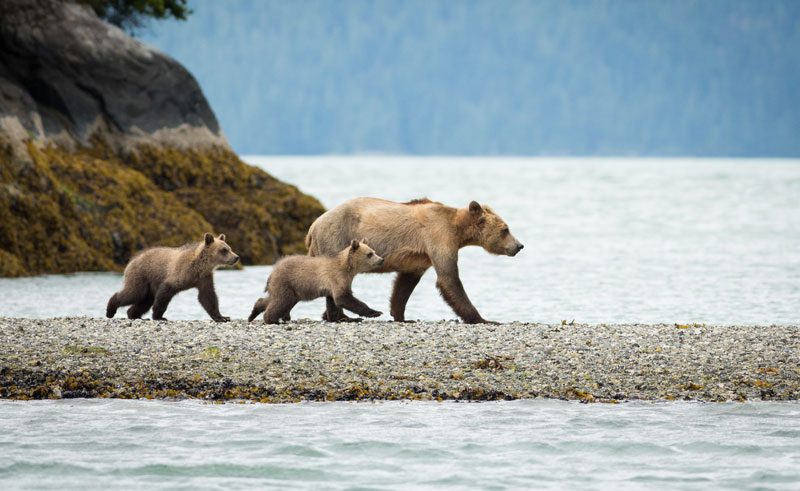 canada bc knight inlet lodge grizzly bears4