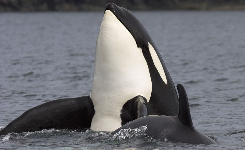 canada bc vancouver island orca kil