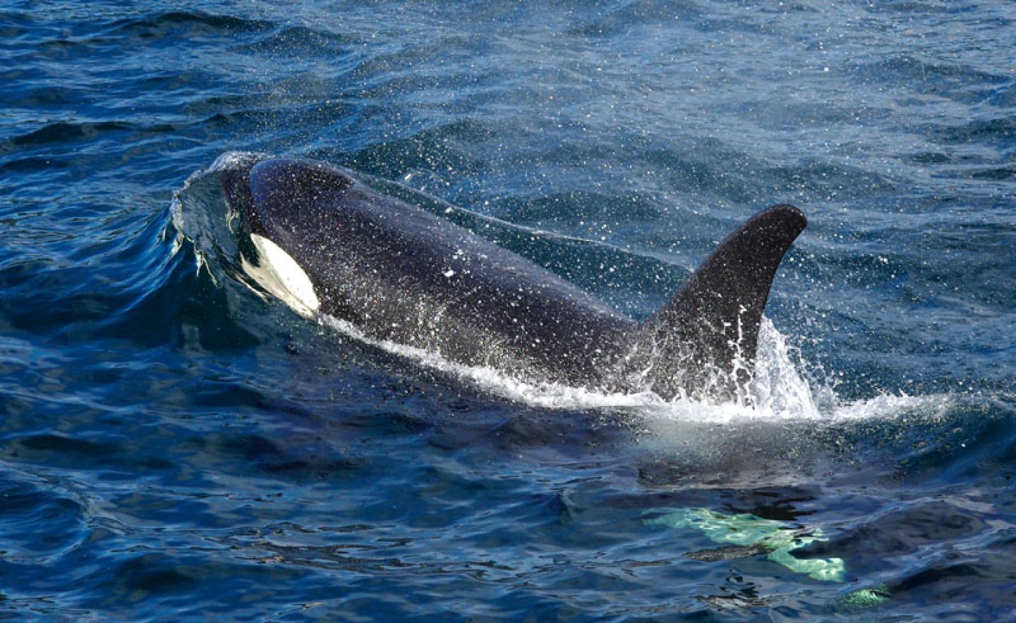 canada bc vancouver island orca kwa