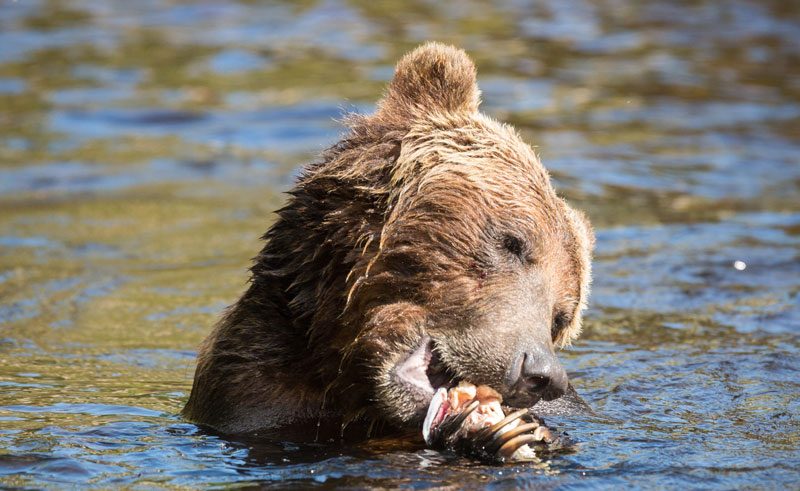 canada bc wildlife grizzly eating kil