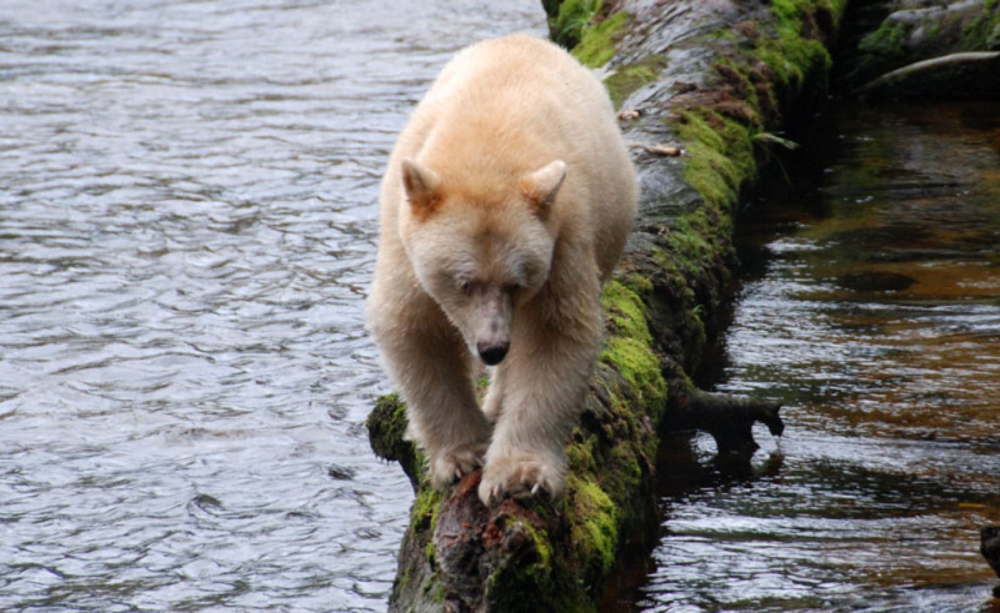 canada bc wildlife spirit bear bct
