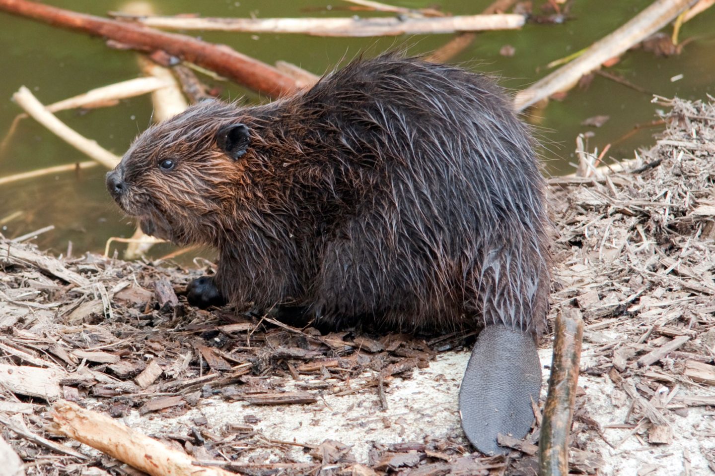 canada beaver istk