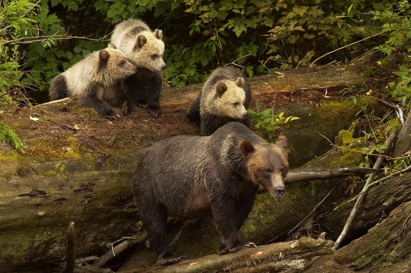 canada british columbia grizzly bear family knight inlet