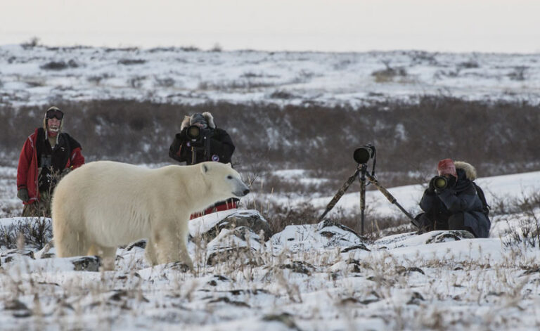 canada churchill polar bear photographers cw