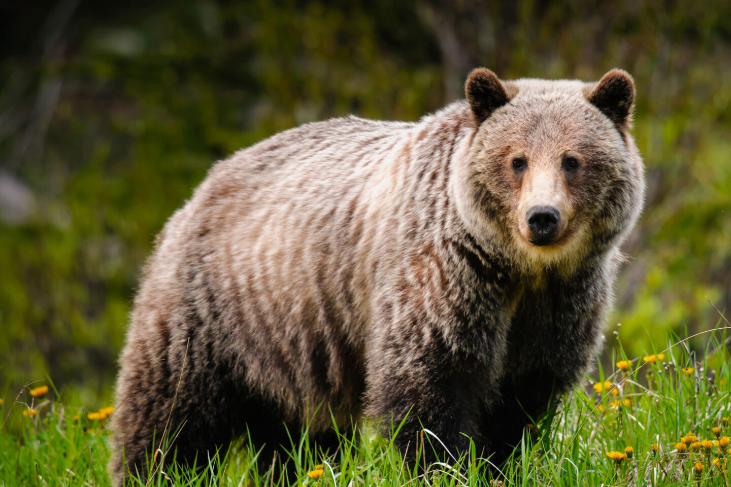 canada grizzly bear in flowers istk