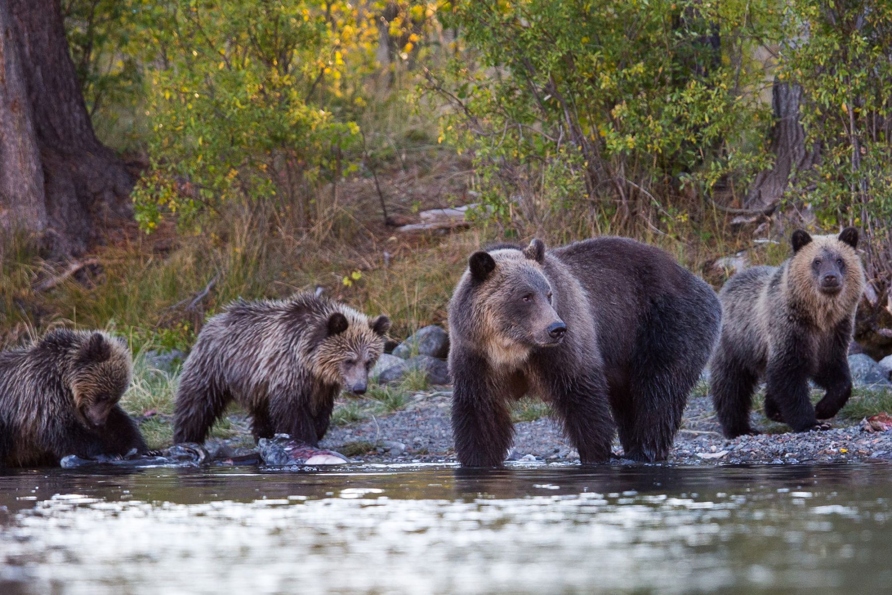Grizzly bear family at water's edge