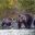 Grizzly bear family at water's edge