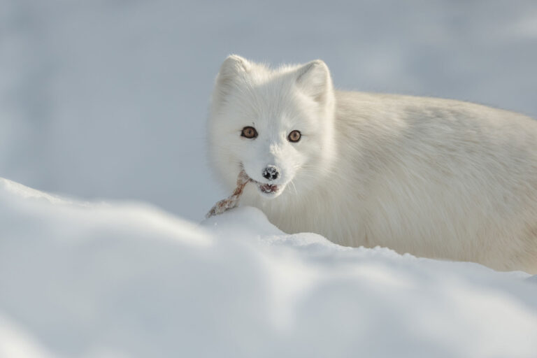 canada maintoba churchill arctic fox adstk