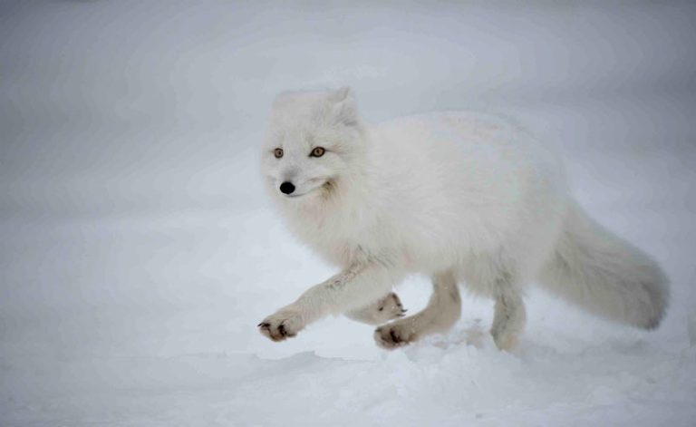 canada manitoba arctic fox winter nh