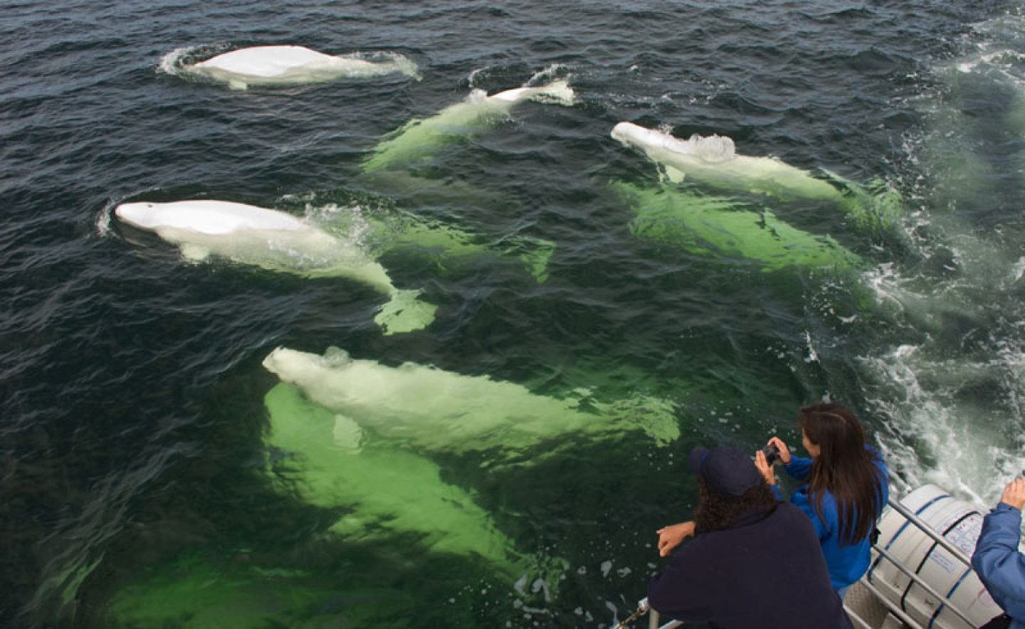 canada manitoba beluga whale watching tm