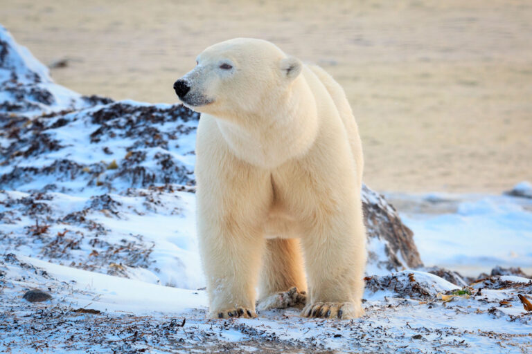 canada manitoba churchill polar bear on tundra adstk