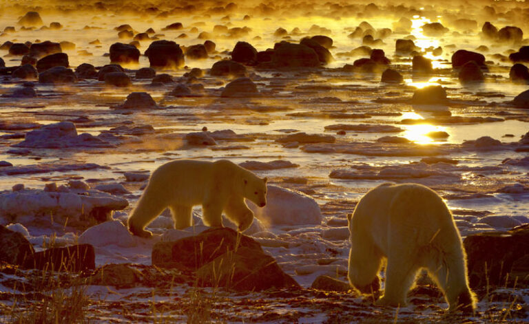 canada manitoba churchill polar bears atmospheric sunset cw