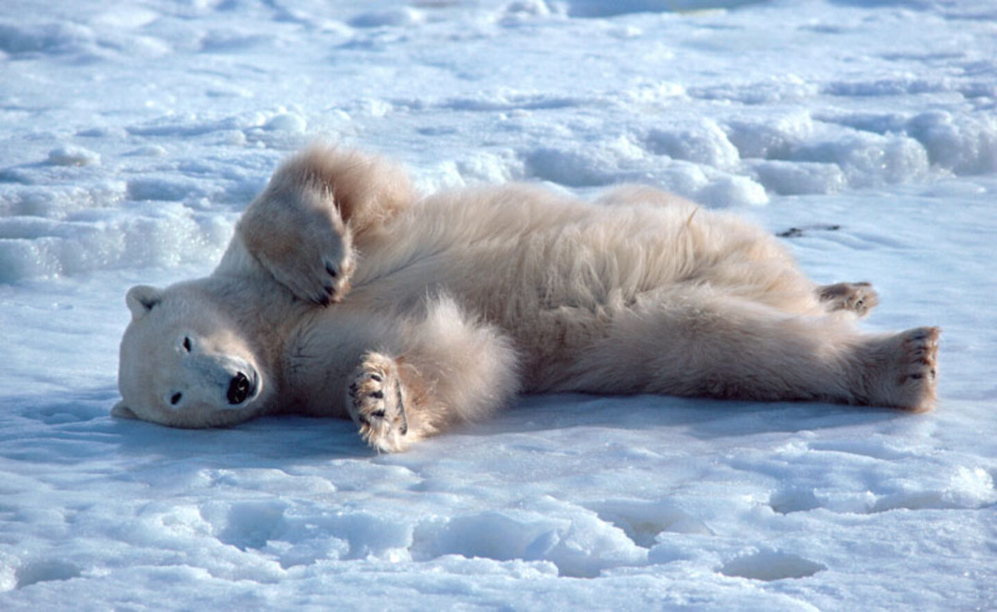 canada manitoba polar bear ice bca
