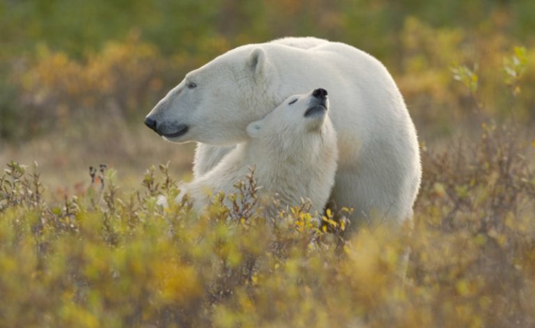 canada manitoba polar bear mother and cub cw