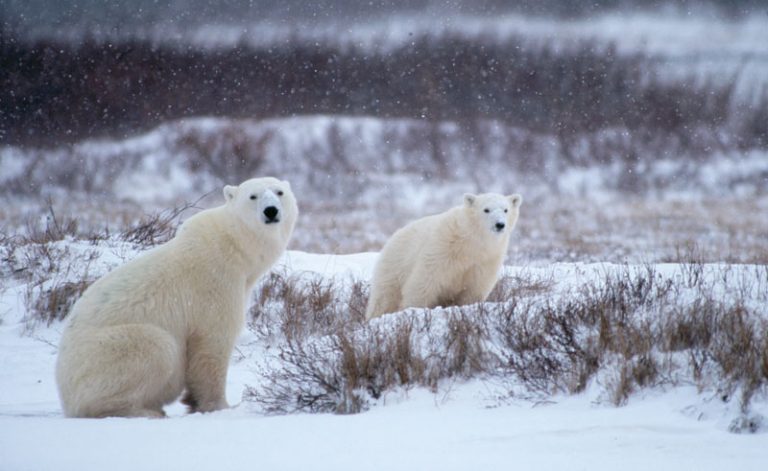 canada manitoba polar bears in snow nh
