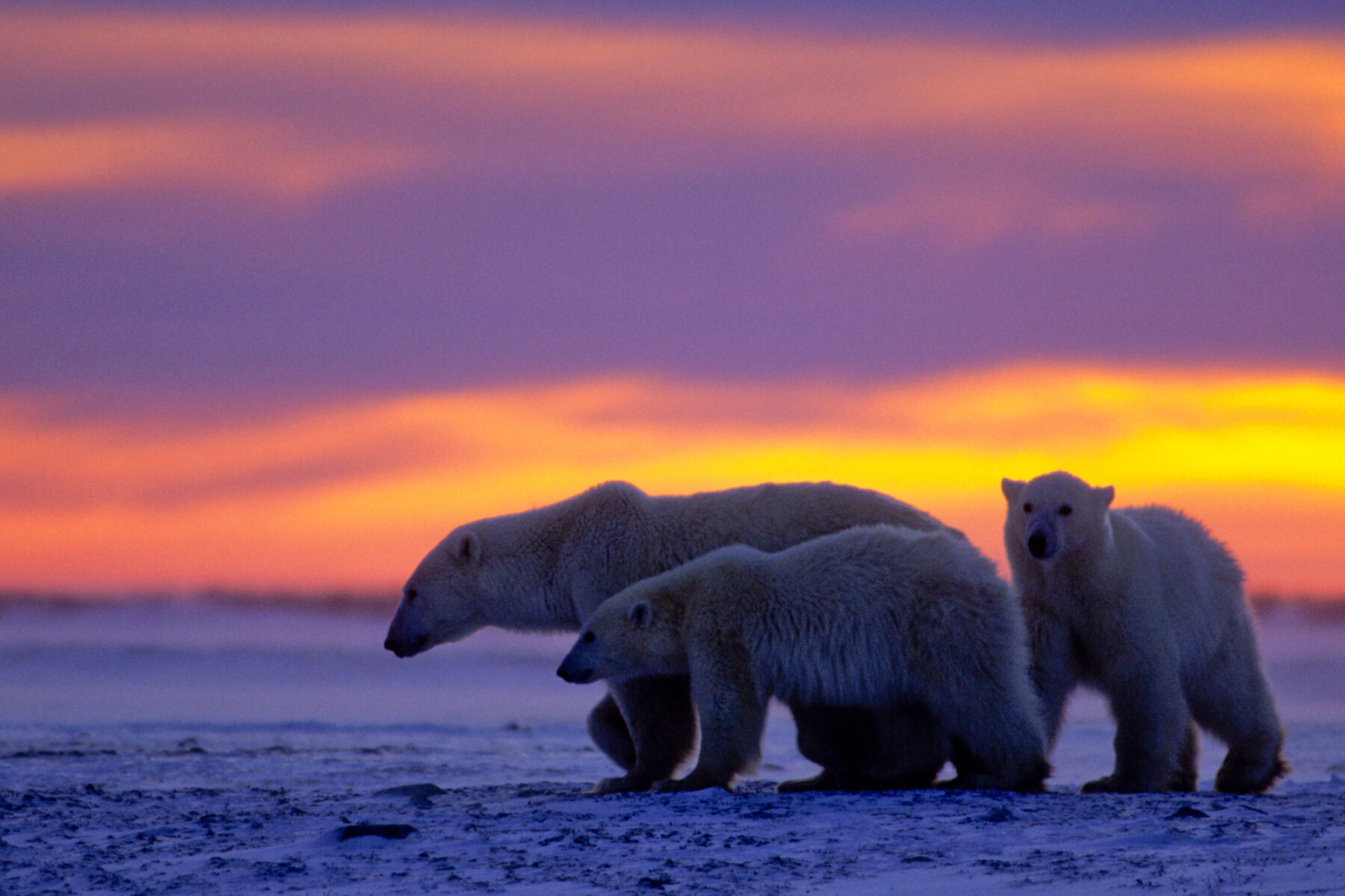 canada manitoba sunset polar bear and cubs istk