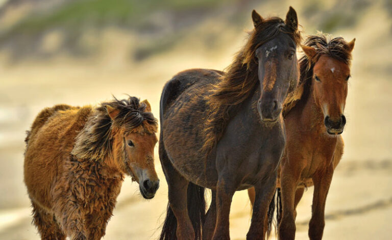 canada sable island wild horses ac