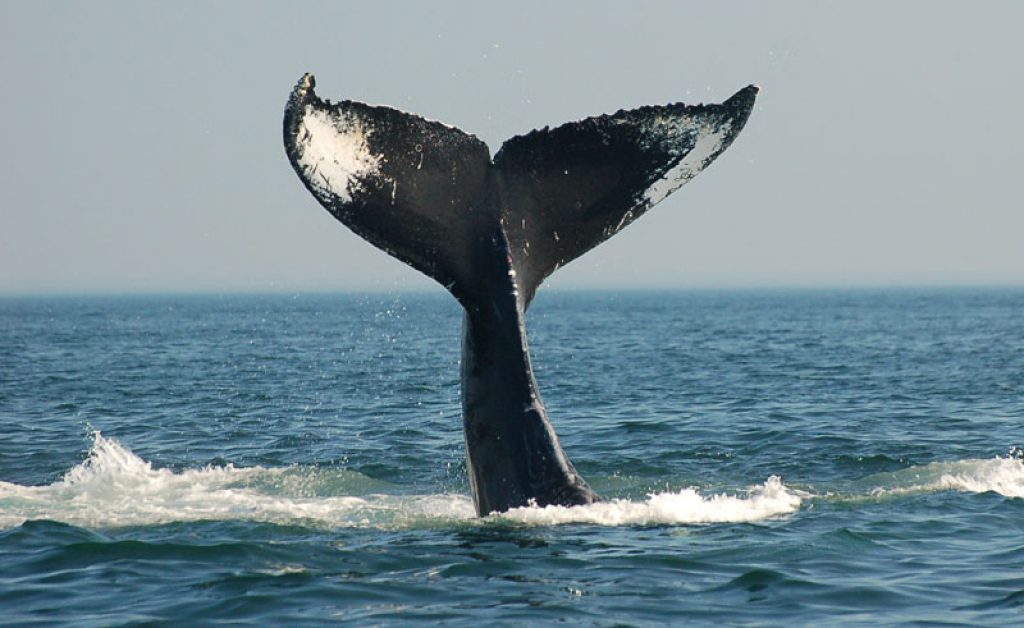 canada wildlife humpback whale tail ac
