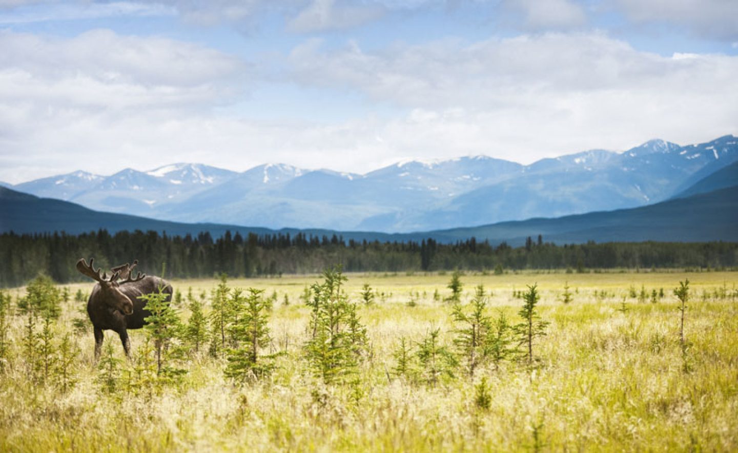 canada yukon kluane national park moose ctc