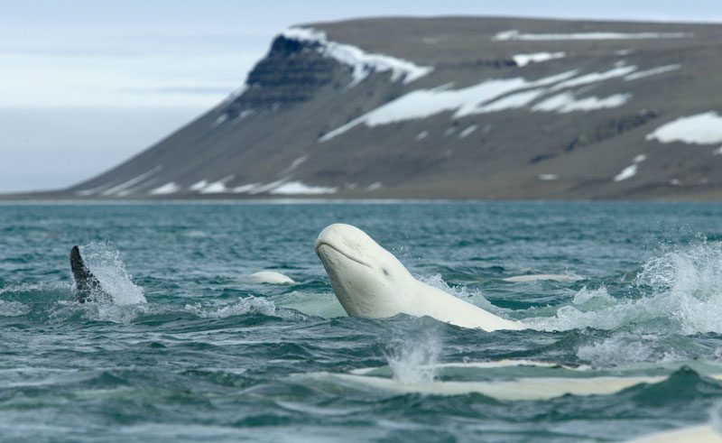 canadian arctic wildlife arctic beluga aw
