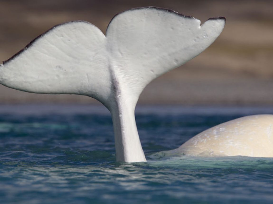 canadian arctic wildlife arctic beluga tail aw