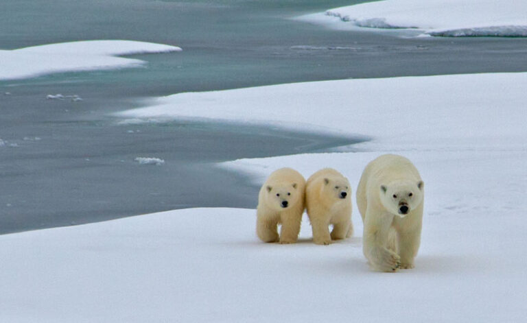 canadian arctic wildlife polar bear family oo