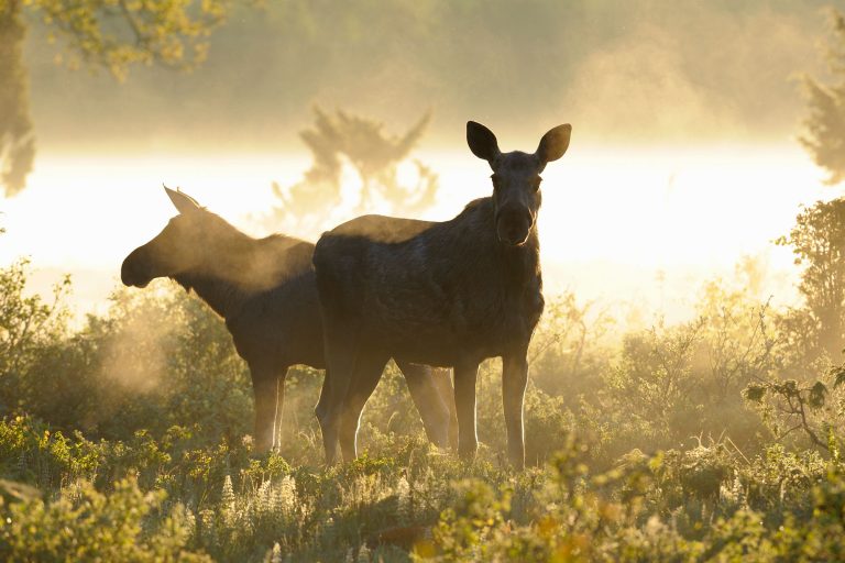 central sweden summer moose vs