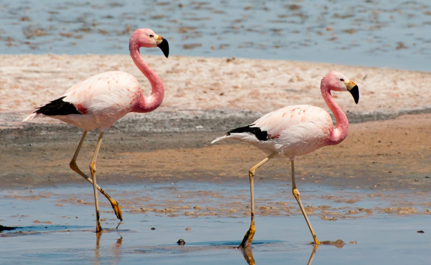 chile atacama laguna chaxa flamingos adstk